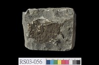 藏品(變質砂岩)的圖片